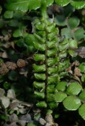 Blechnum banksii. Adaxial surface of fertile frond.
 Image: L.R. Perrie © Leon Perrie CC BY-NC 3.0 NZ